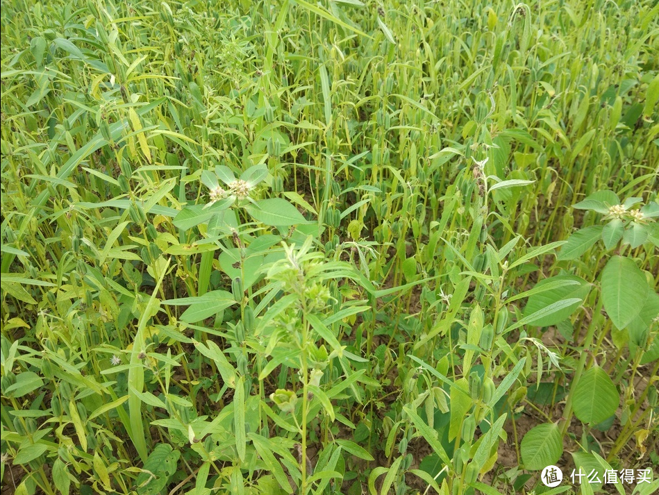 秋收时节要“晒秋”，这5种廉价蔬菜多买些，晒成干菜留着冬天吃