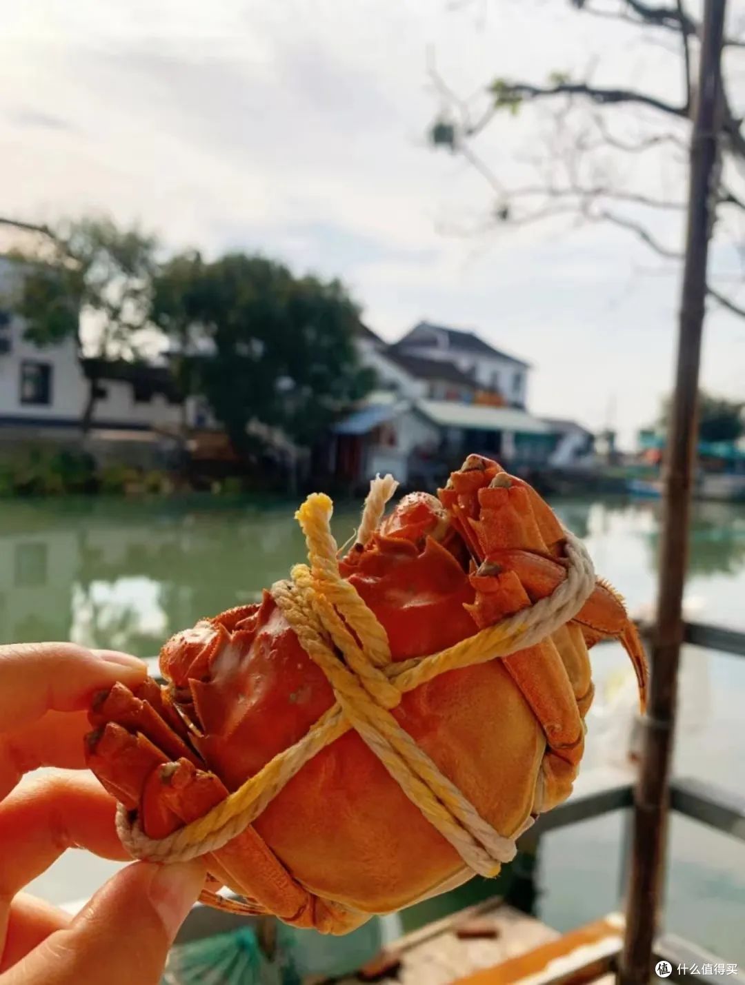 金秋十月尝口鲜,去一趟阳澄湖吧