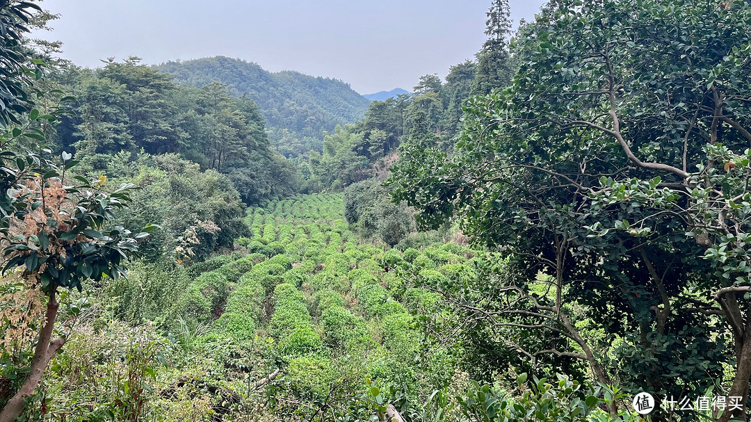 梅岭印象9，雷公尖-上坪-铁壁，偶识茶园山