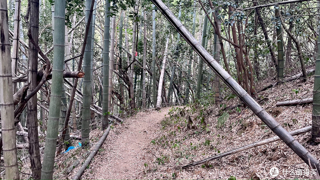 梅岭印象9，雷公尖-上坪-铁壁，偶识茶园山