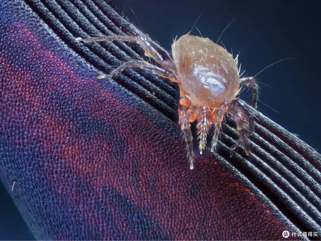 除螨仪哪个牌子好？自费整理的除螨仪推荐选购攻略