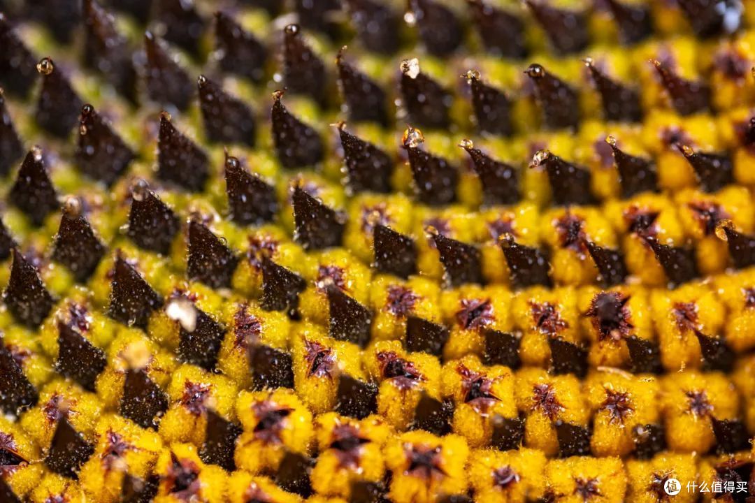 老蛙全画幅100mm T2.9 MACRO2:1 微距电影镜头测评