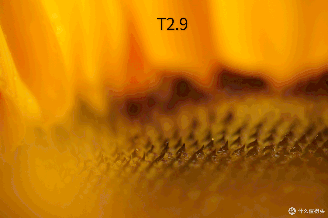 老蛙全画幅100mm T2.9 MACRO2:1 微距电影镜头测评