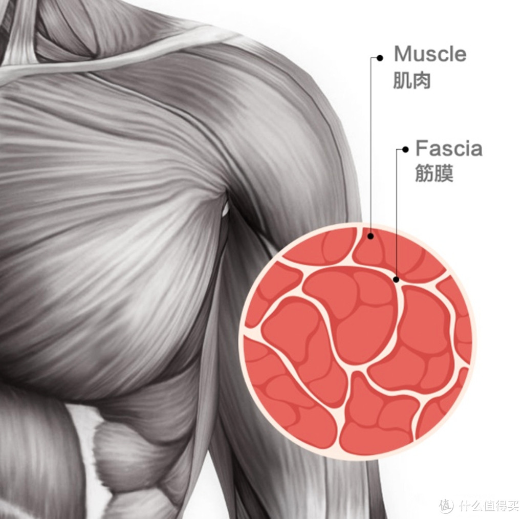 筋膜枪火了但不能随便买！2022年6款热门筋膜枪测评推荐！