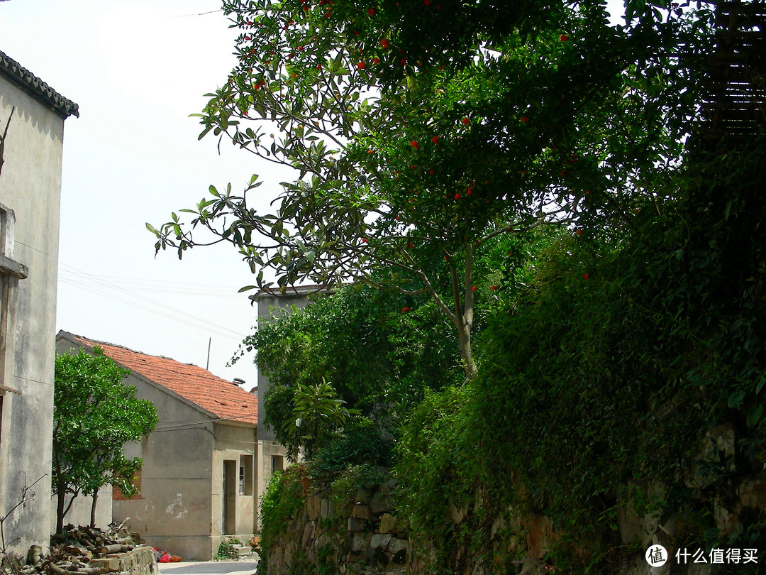 西山游记之二： 小村庄与古银杏树 ！！！