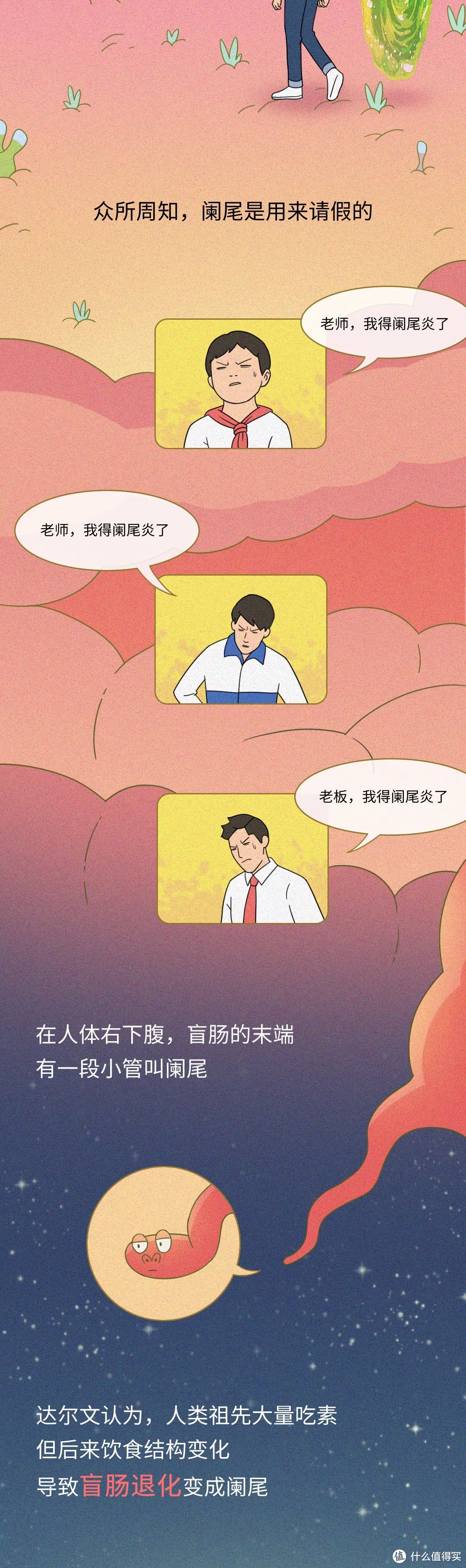 人身上的五大“废物”器官，哪个最没用？