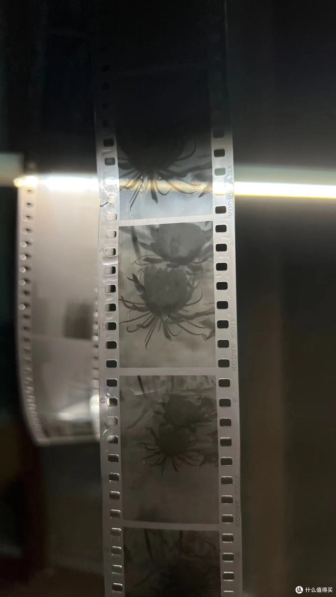 昙花一现