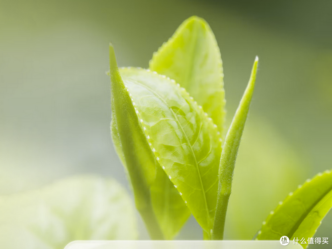 带你秒变铁观音资深茗人雅士，附选购经验，建议收藏