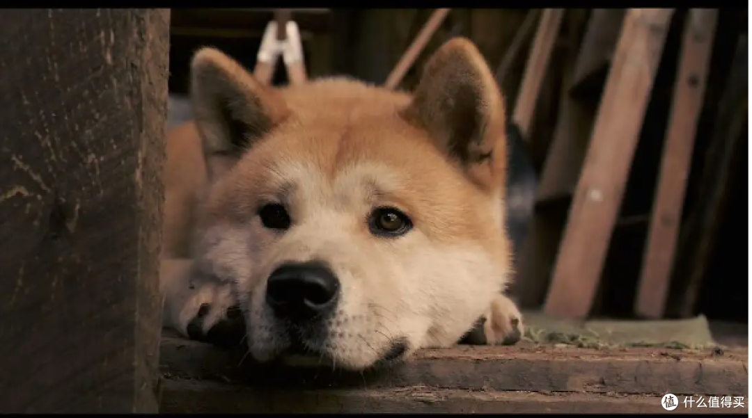 看完《忠犬八公》真的很想养一只狗狗