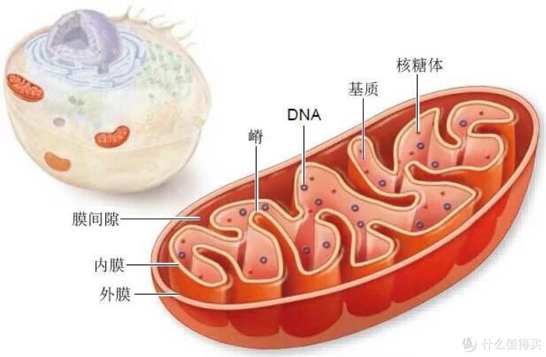 线粒体叶绿体简图区分图片