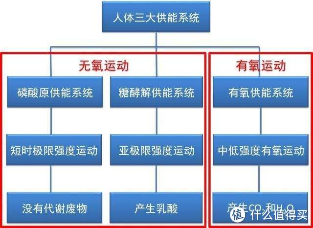 三大供能系统之氧气是否参与供能