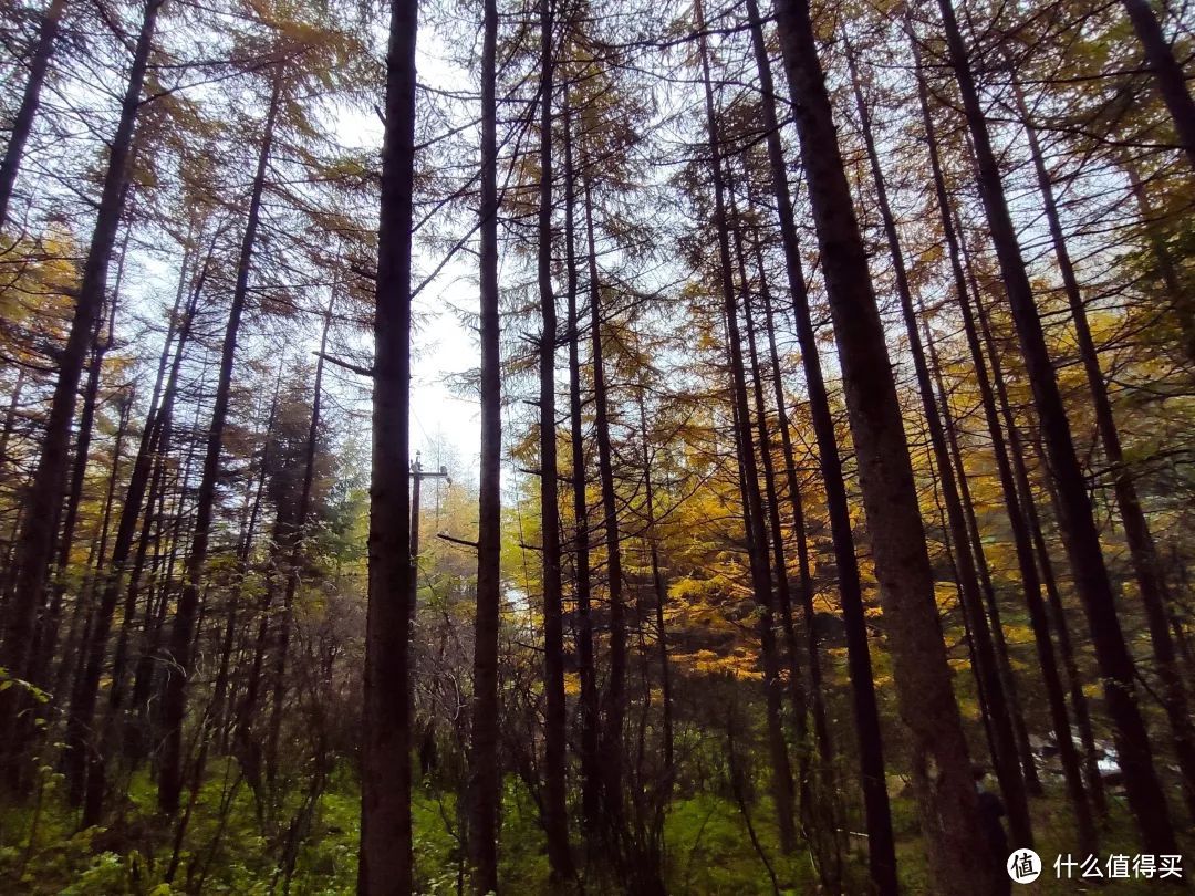 秋天的鸡窝子冷杉林,随手一拍都是油画