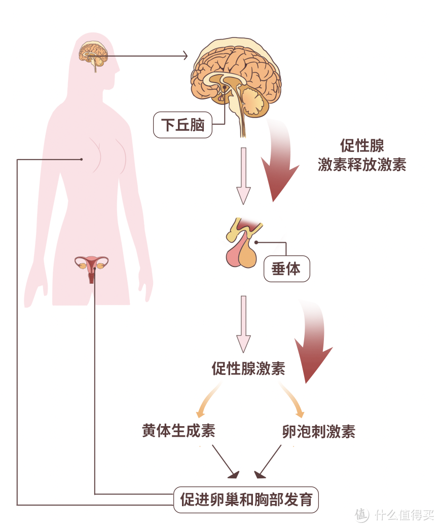 促性腺激素释放激素作用示意图