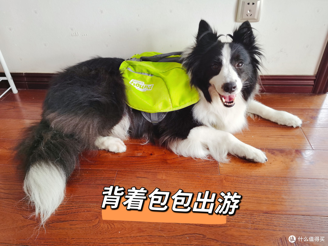 绝对不踩雷的宠物零食,铲屎官可以放心大胆购!