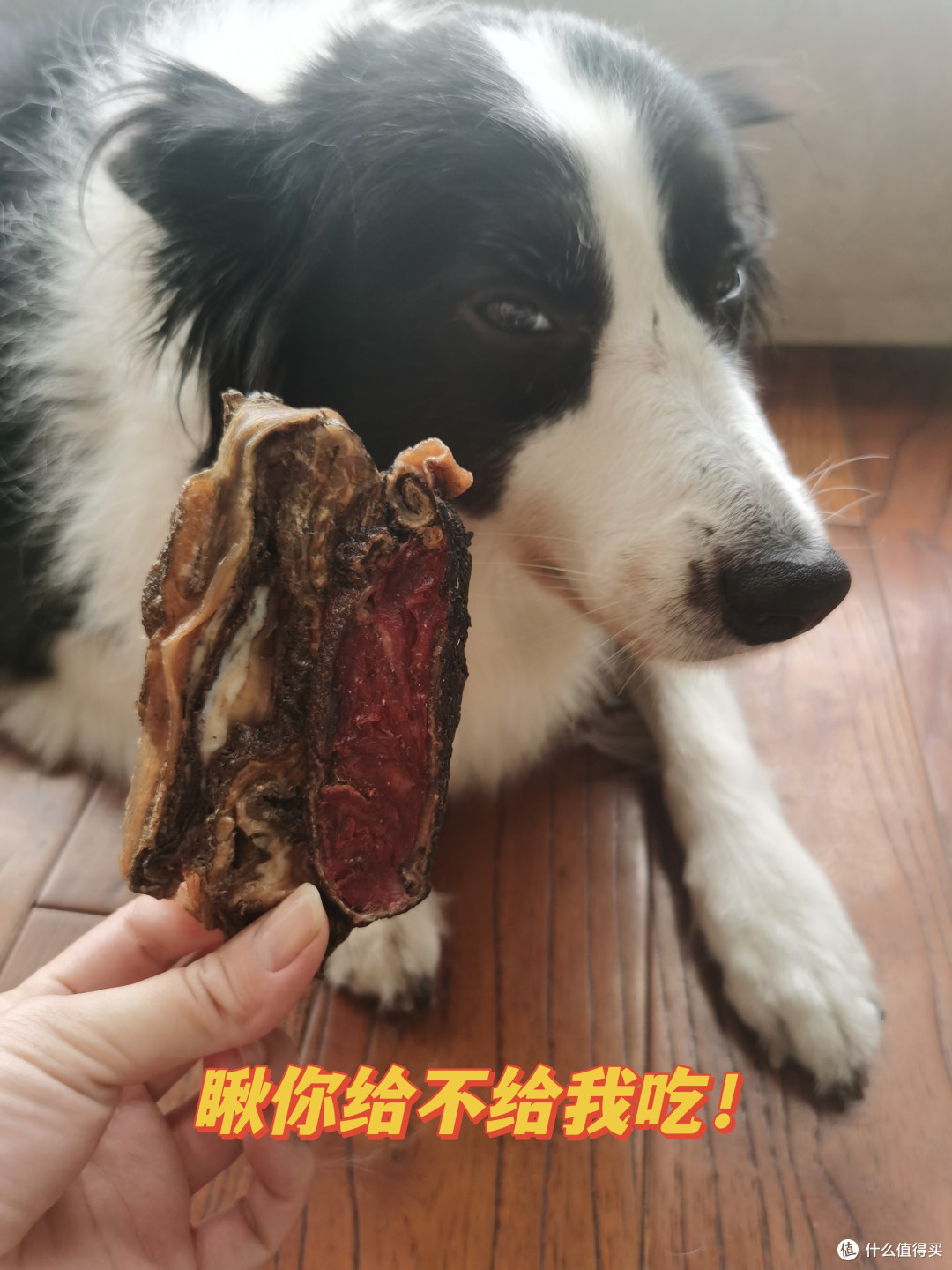 绝对不踩雷的宠物零食,铲屎官可以放心大胆购!