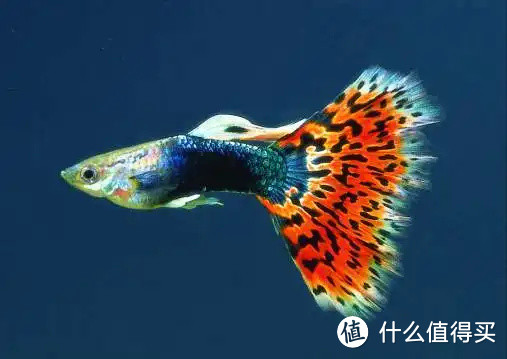 水中高达,把鱼缸变成模型的展柜
