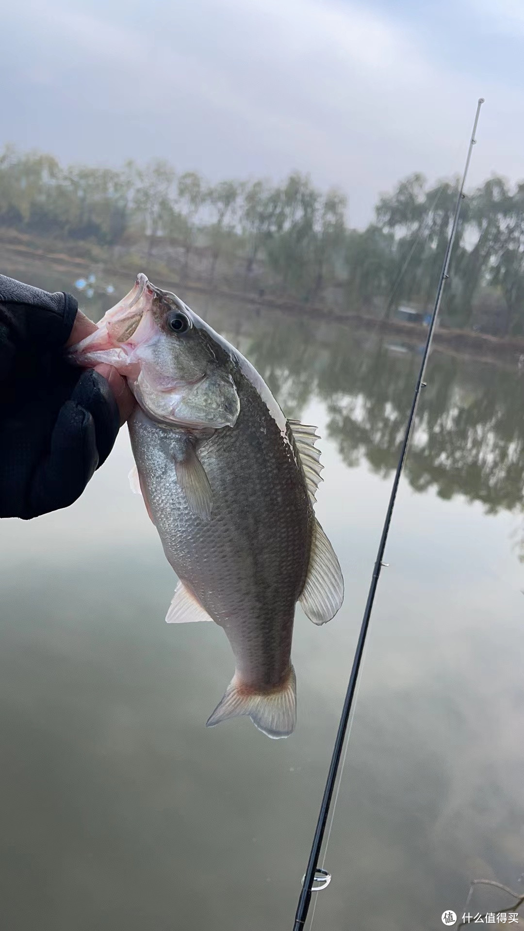 又到鳟鱼季，鳟鱼竿搞起来，一竿多用的卡迪夫S64L直柄鳟鱼竿