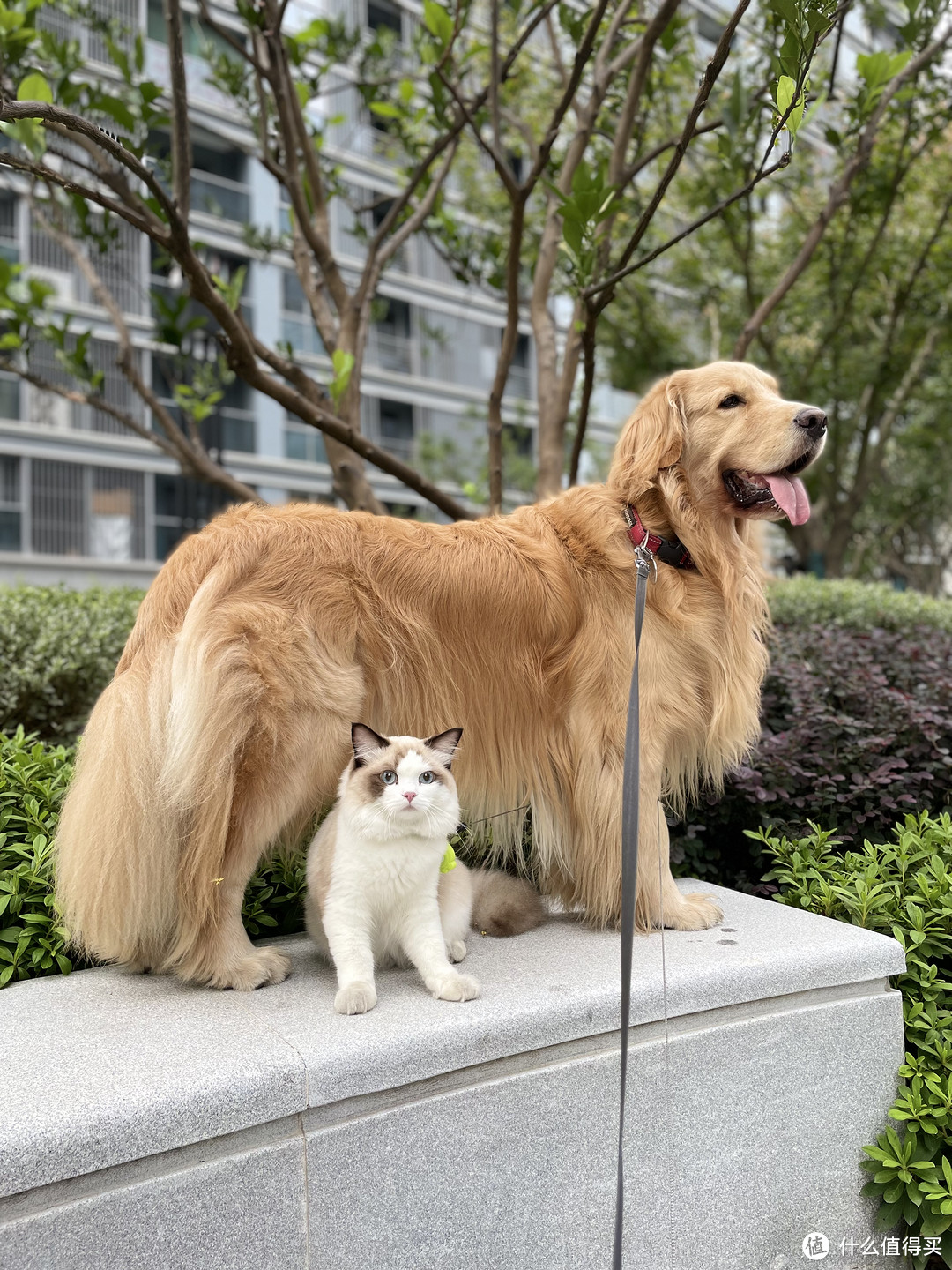 有时候我们也是好兄弟