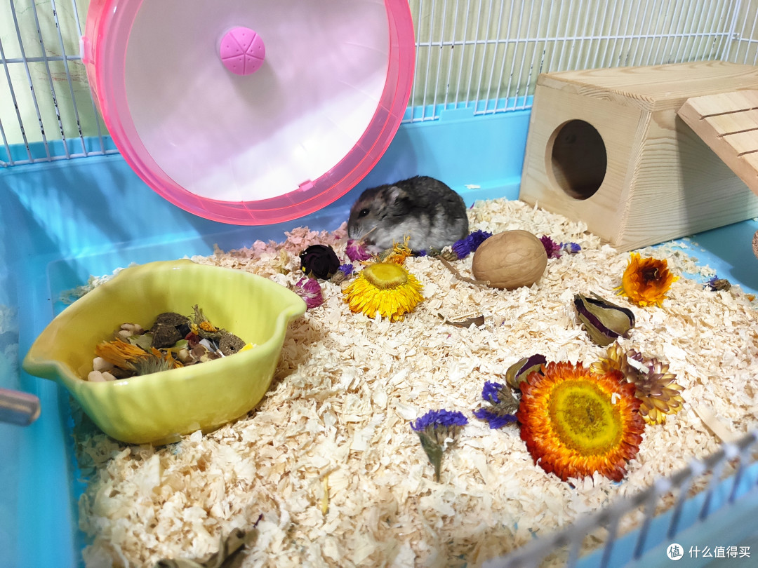 鼠子还是很喜欢木屑垫料的