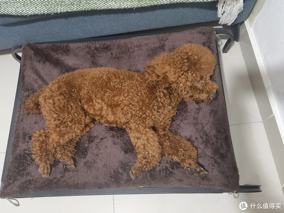 狗子也有自己的床啦~~