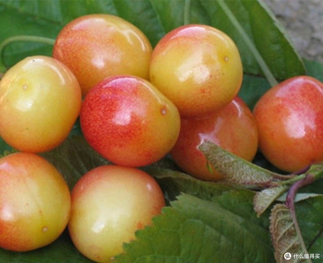国产车厘子🍒你了解多少?