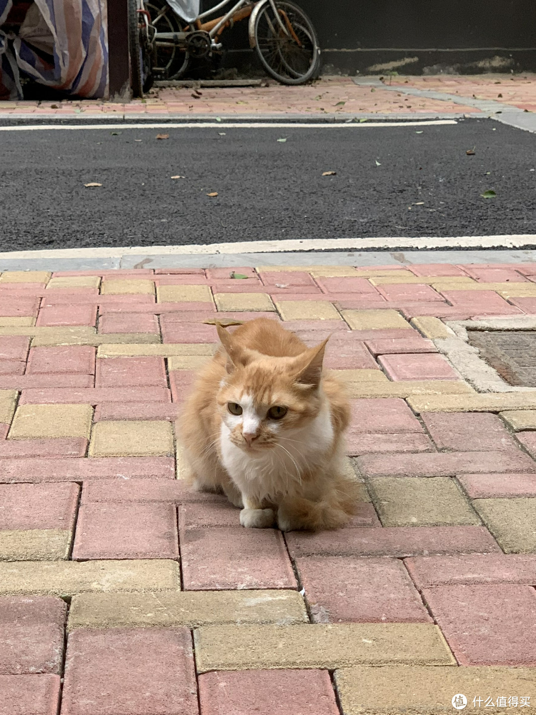 图书馆猿の让便宜货来的更猛烈一些吧！303