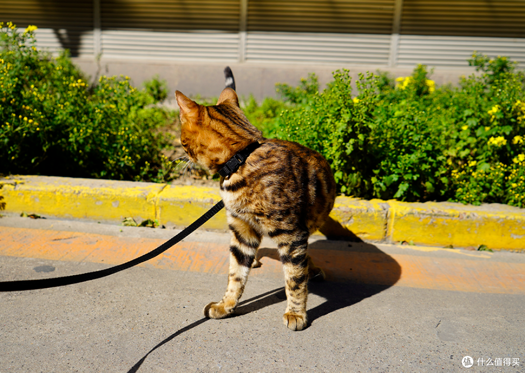 C3帕缇朵深海鱼猫粮,冻干和无麸质哪款更好?