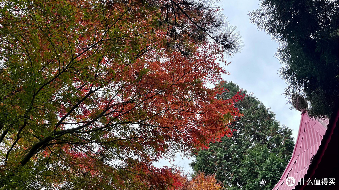 秋色浓，片片枫叶尽染红