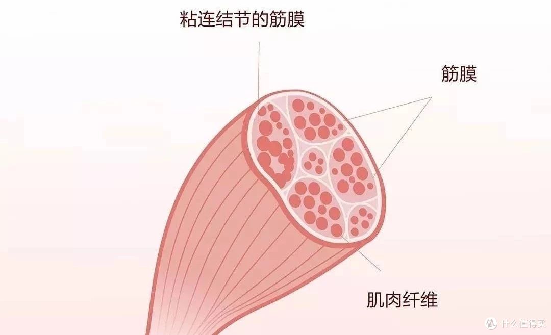 麻雀虽小,五脏俱全!这可能是目前筋膜枪的最小形态?小鸟斗士筋膜枪,麻了,我彻底麻了!