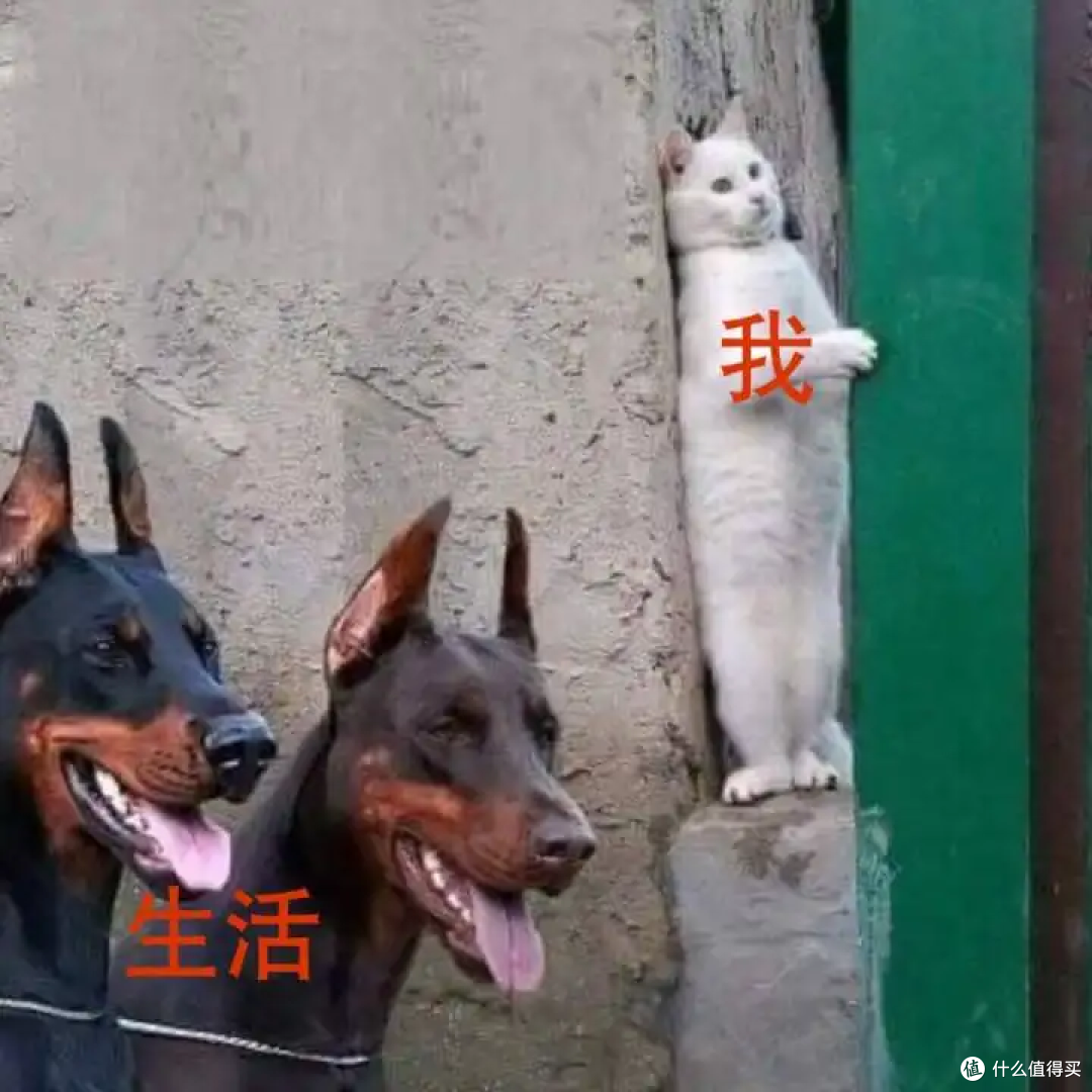 彻底解放洗碗压力——今年11.11最值得关注的洗碗机清单&选购攻略来了！