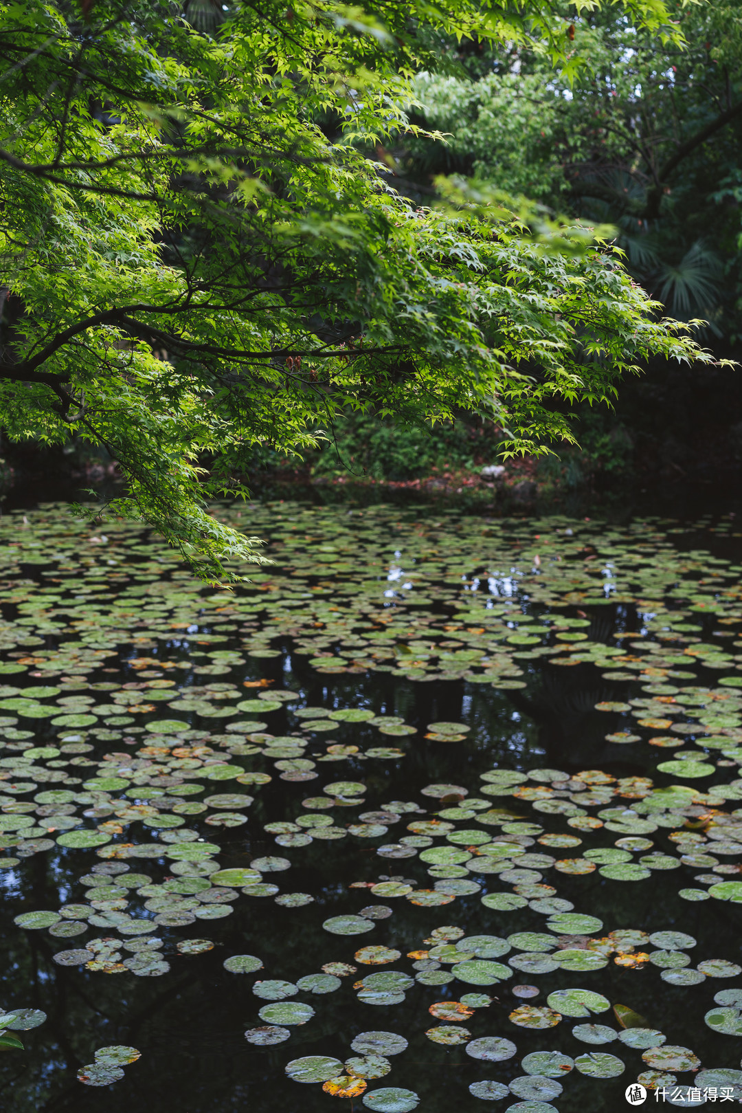 索尼50mm f1.2GM平替款索尼55mm f1.8人像、风景、小品实拍分享！