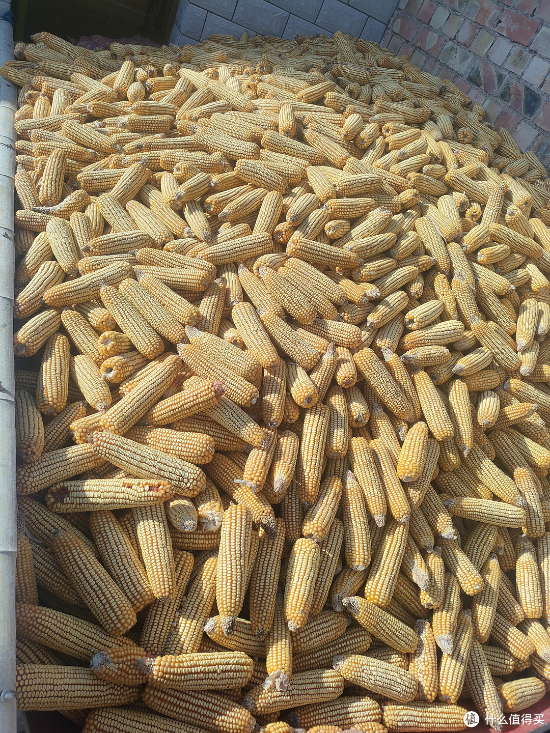 农民每年的粮食作物之玉米