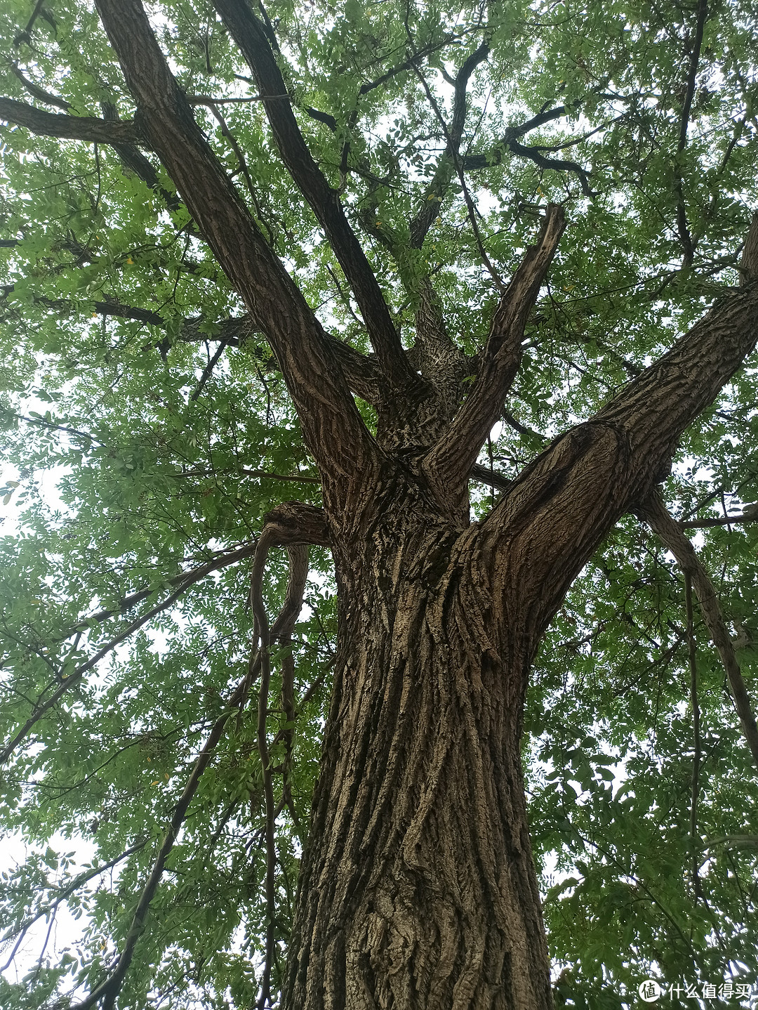 拍照秘籍：灵活运用光线调节、自动聚焦、手动自动微距、超高清等功能，手机也能拍出很优秀的照片。