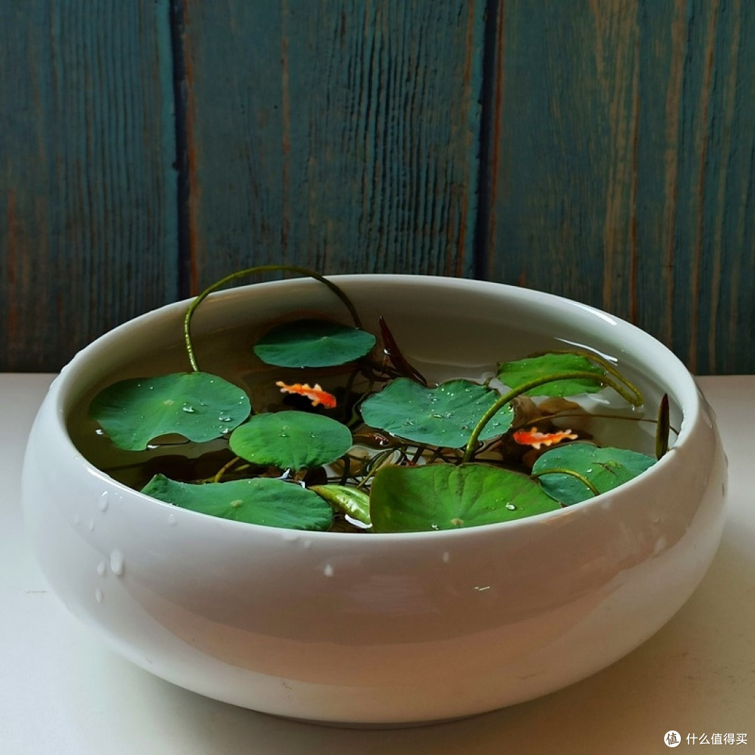 冬季的鱼缸里也可以开出花。｜🍃水世界里的小景观