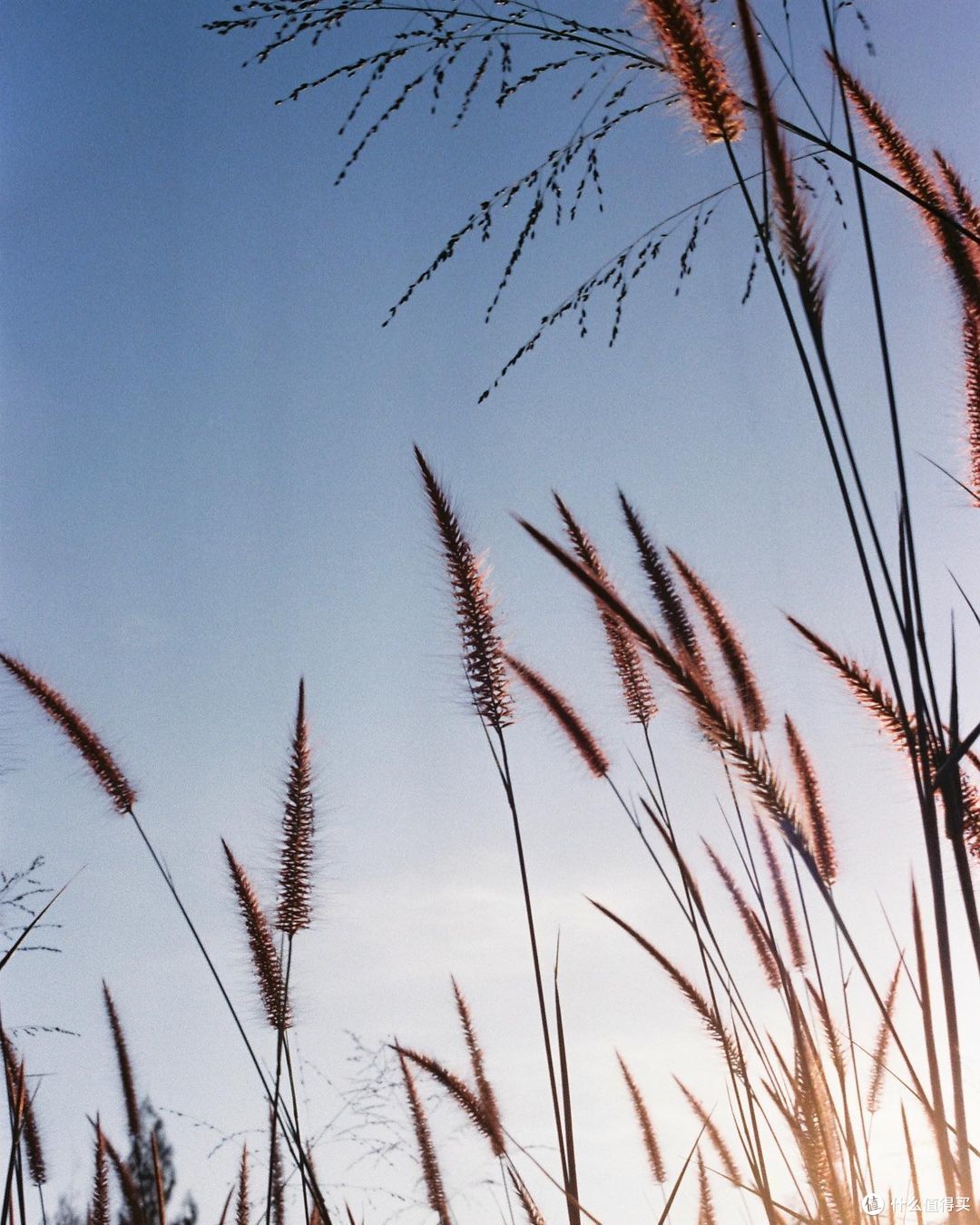 都快2023年了，你还需要一台尼康FM2全机械胶片相机吗