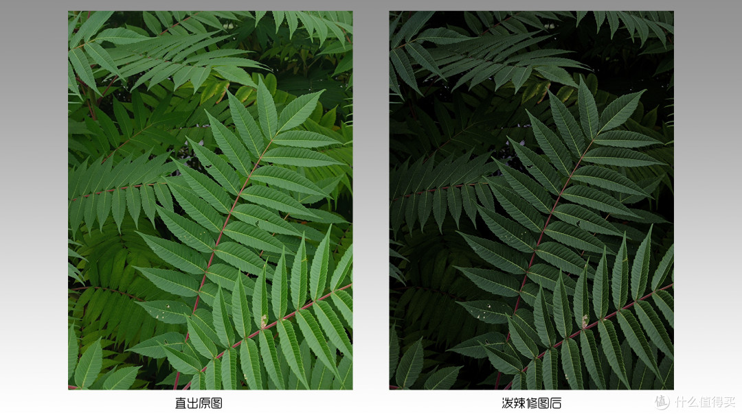 手机摄影的几个技巧,让你轻松拍出满意作品!