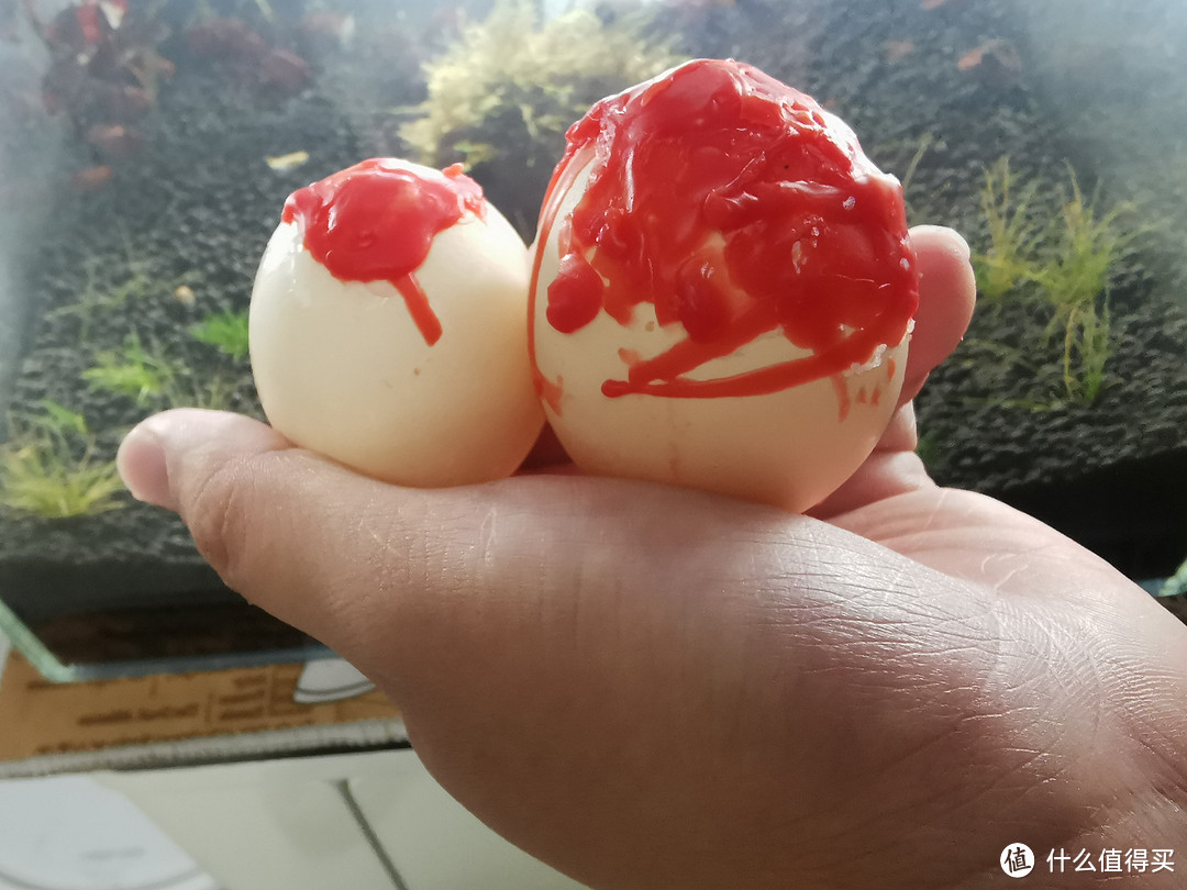 两个蛋的对比图，左边为第二个，虽然有介质阻隔，双重粘贴而且蜡油密封，但是仍然会有气泡散出导致密封不严。