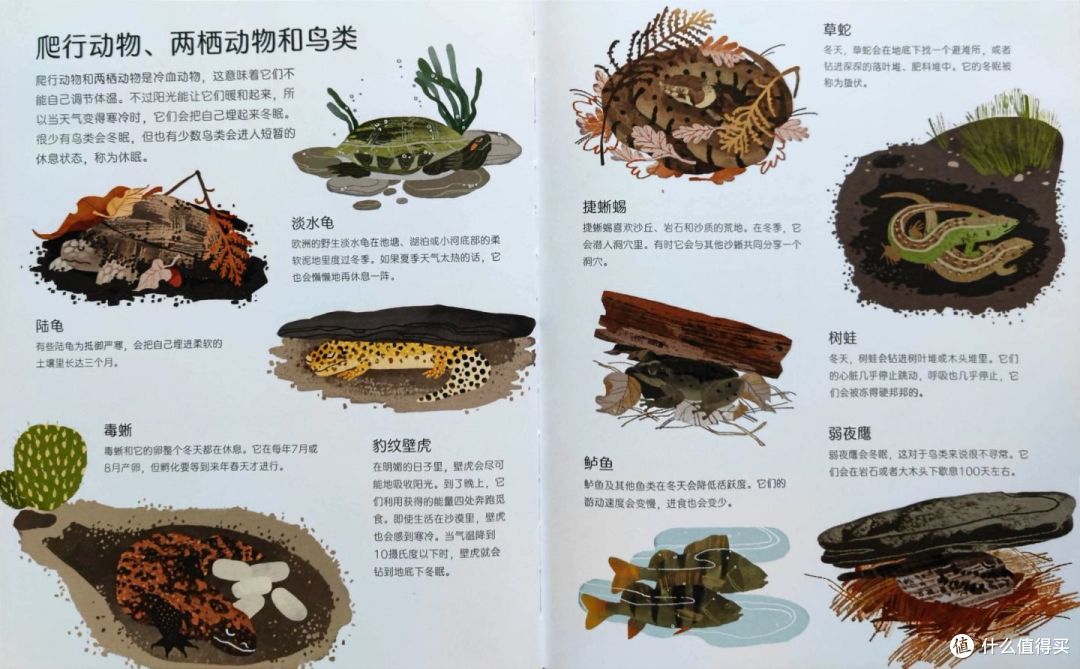 《睡着的冬天》