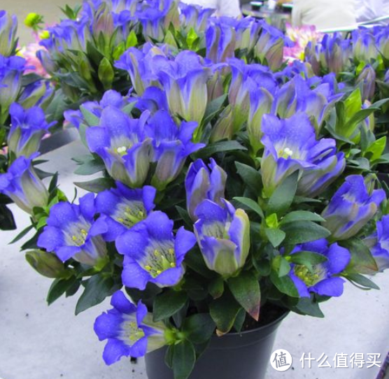 蓝妖：冬季哪些植物不怕冷，这10种花适合客厅养，开花美香味浓