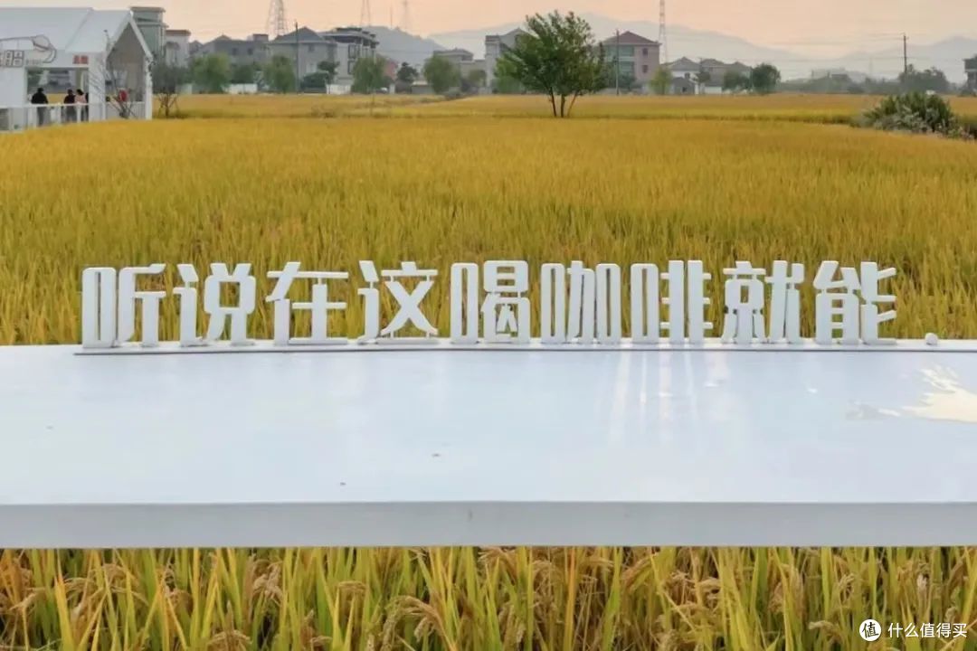 @陈皮好皮