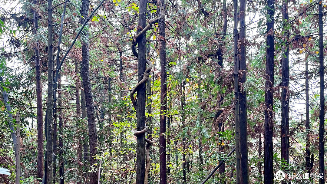 访紫阳宫，山色晚来秋