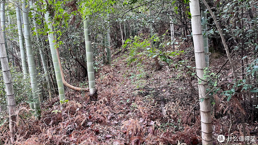 访紫阳宫，山色晚来秋