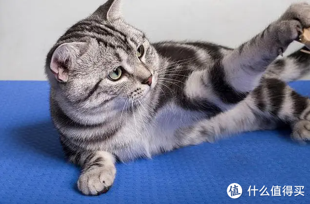 必读：食肉动物猫咪之肉篇