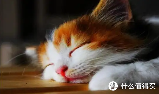 必读：食肉动物猫咪之肉篇