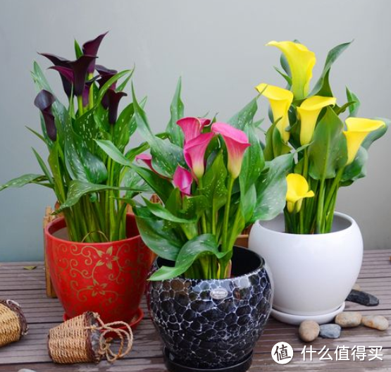 蓝妖：秋冬球根种什么品种植物好，这8种花卉，可能是你想要的