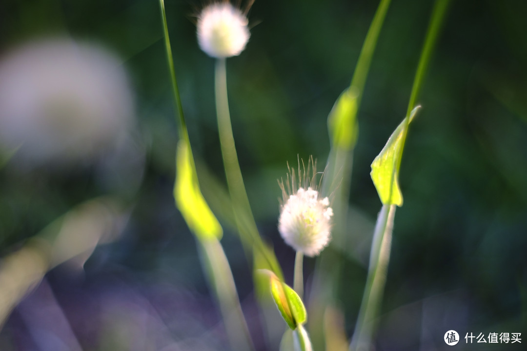 螺纹掠影（37）：Pentacon electric multi coating 50mm F1.8