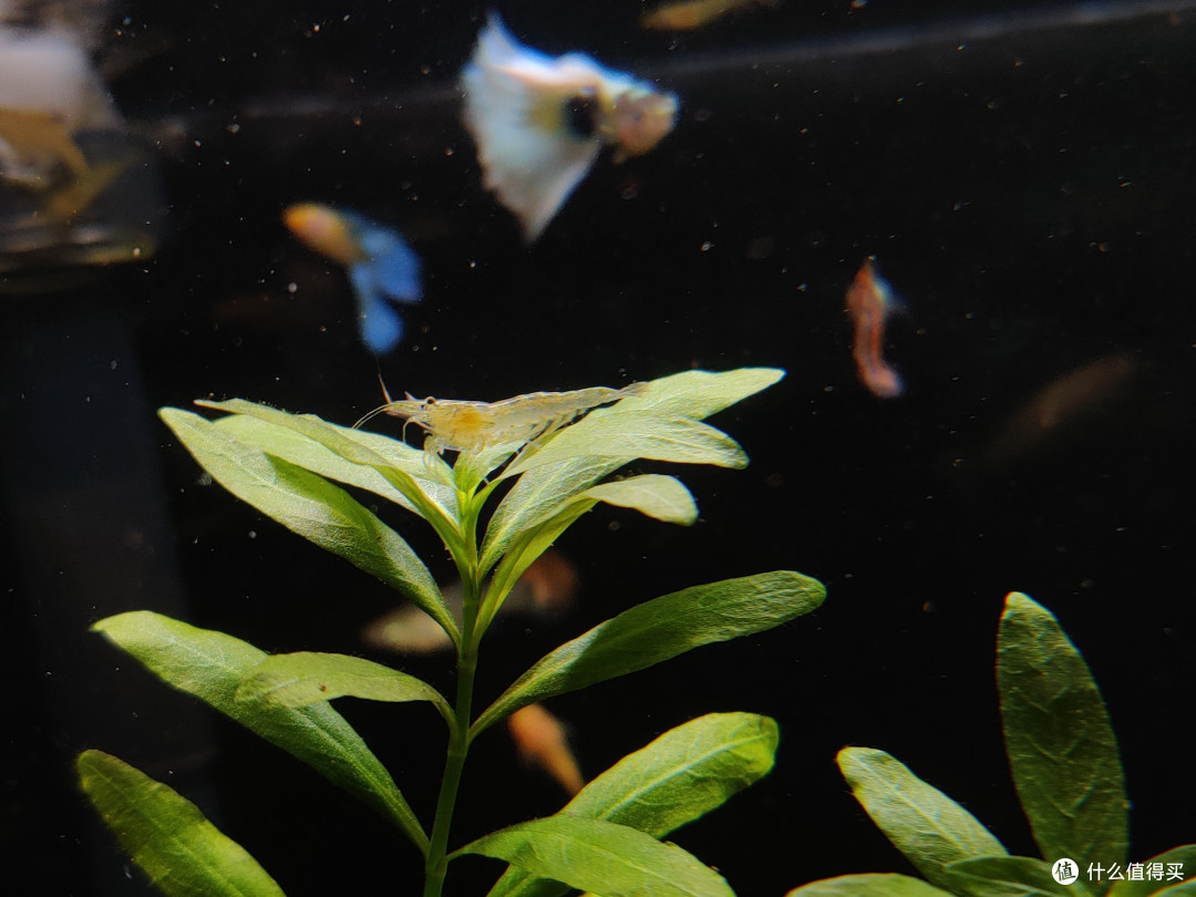 水草缸照样可以把鱼养好，草缸养鱼虾教你怎么选，怎么养