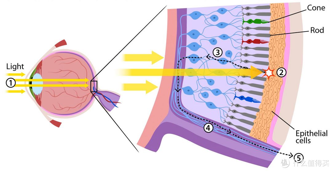 视网膜的感光细胞