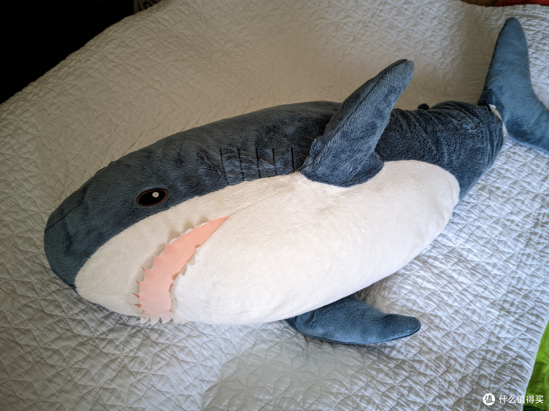 大哈鱼🐋