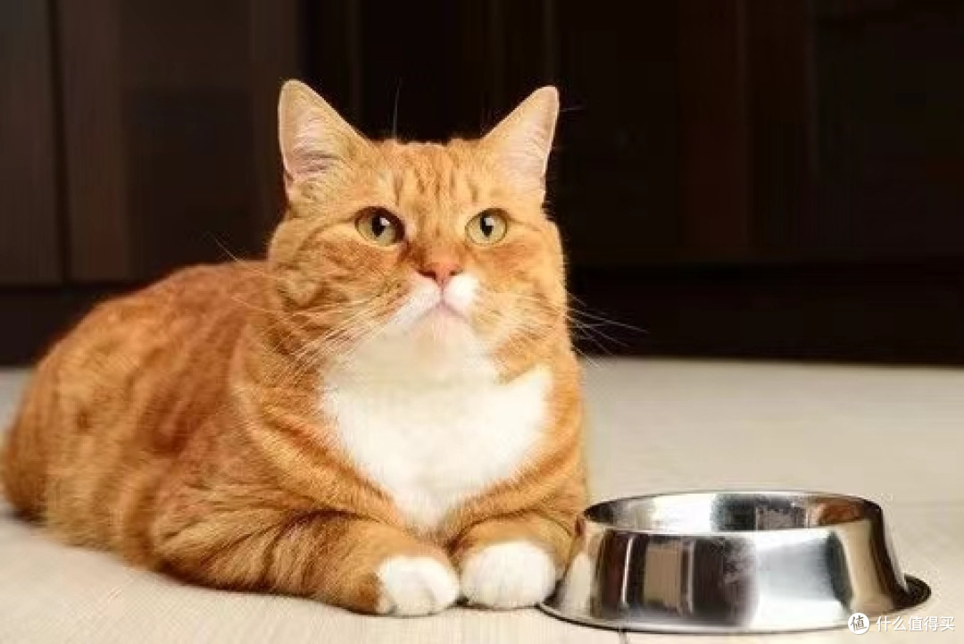 如果只选择国产,请问猫粮哪个品牌好?